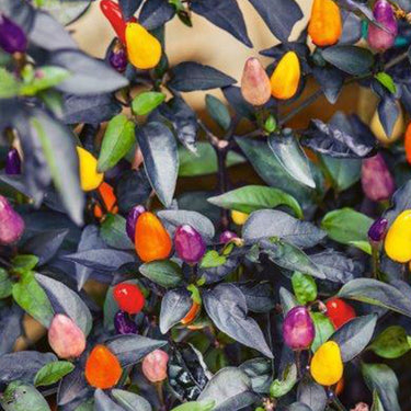 Autumn Time Pepper Seeds - The Pepper Pantry (Formerly Marie Sharp's)